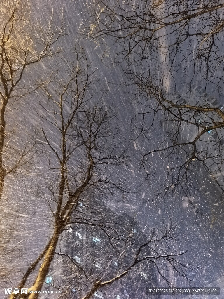 冬日冰挂树枝景象