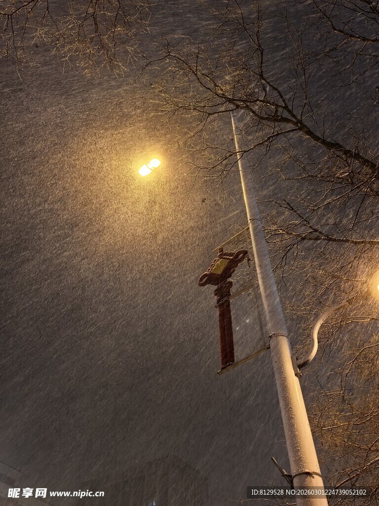 雪夜路灯下的飞鸟