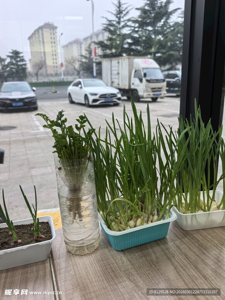 窗边绿植盆栽生机勃勃