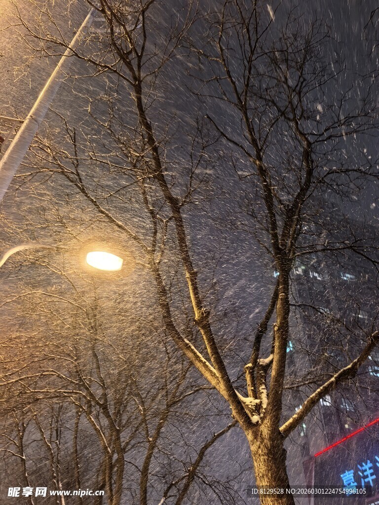 冬夜路灯下的光秃树枝