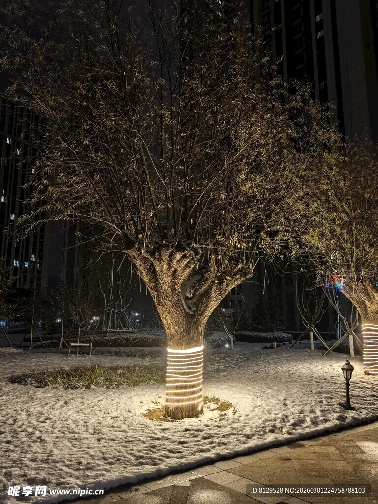 雪夜城中树景