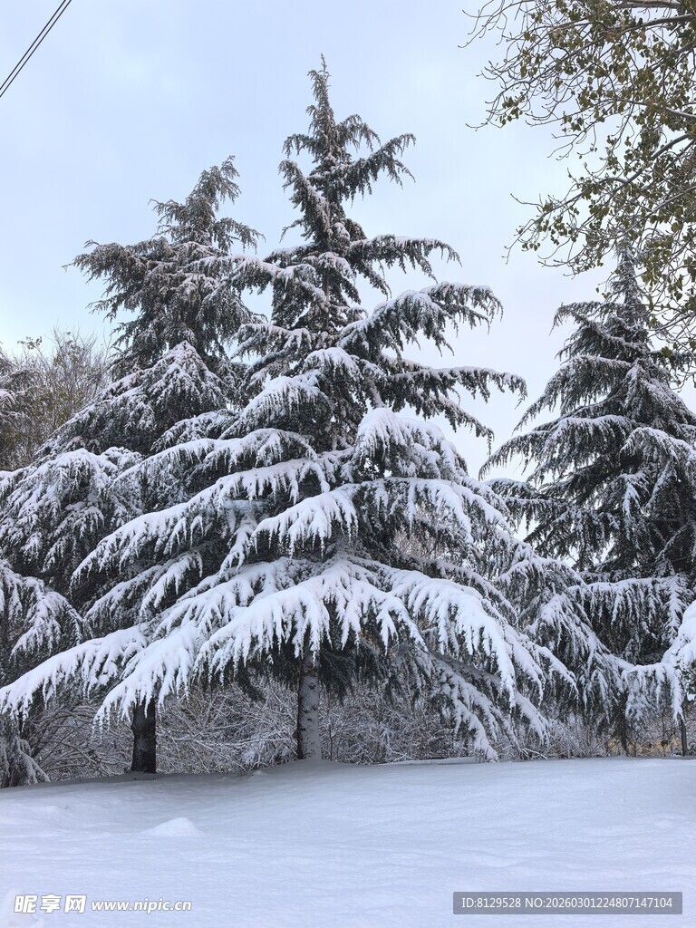 雪覆松枝的冬日美景