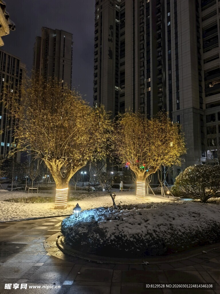 雪夜城市中点亮的树木景观