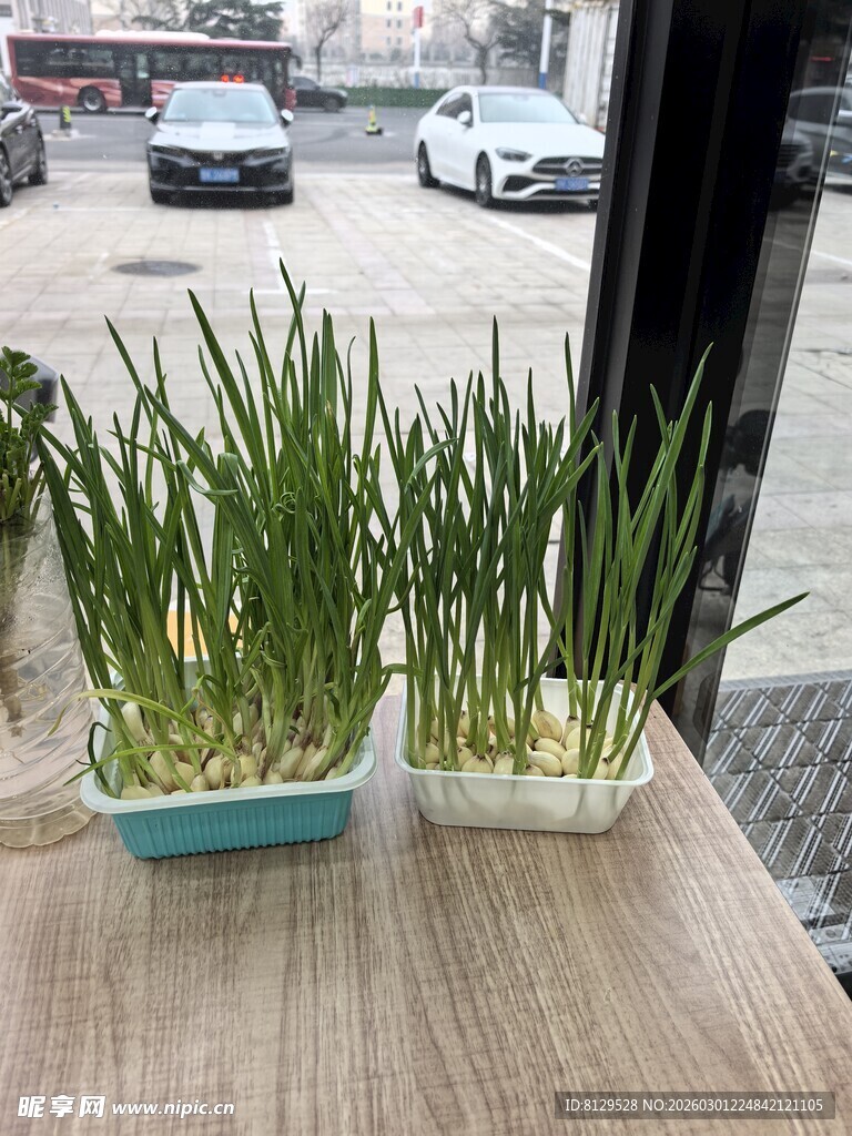 桌上绿植盆栽生机盎然