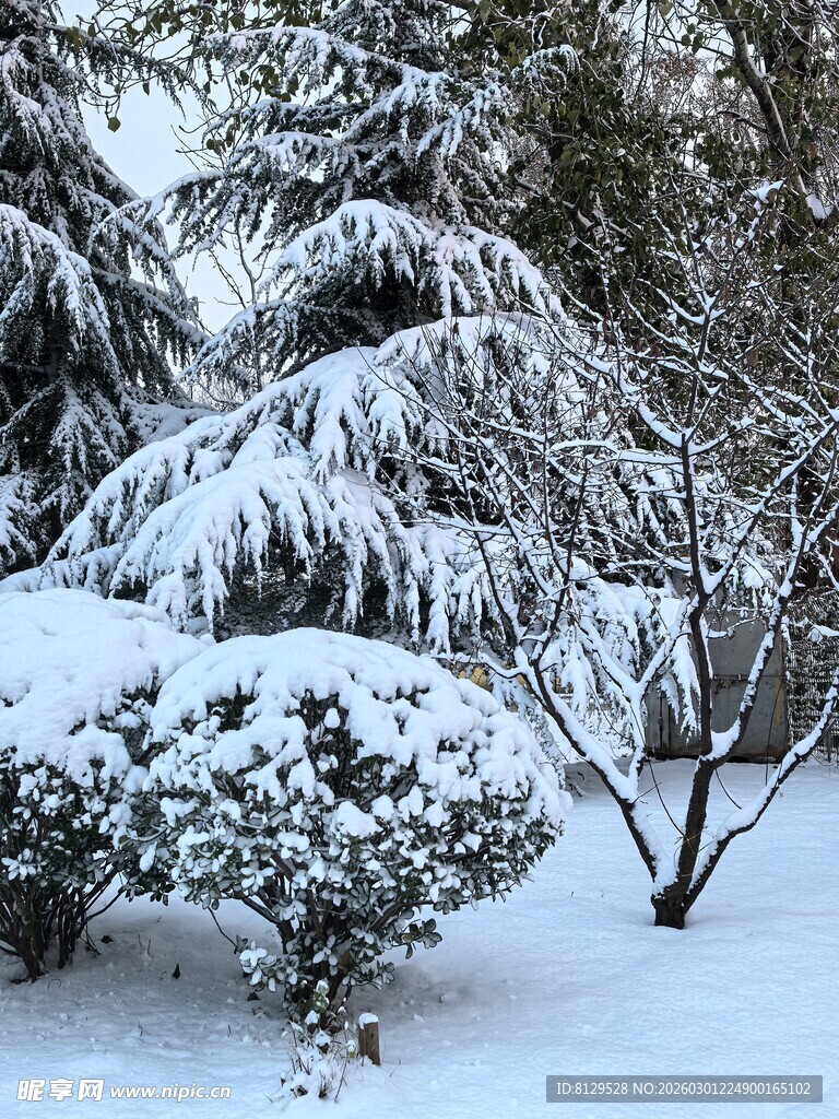雪覆树木的冬日美景