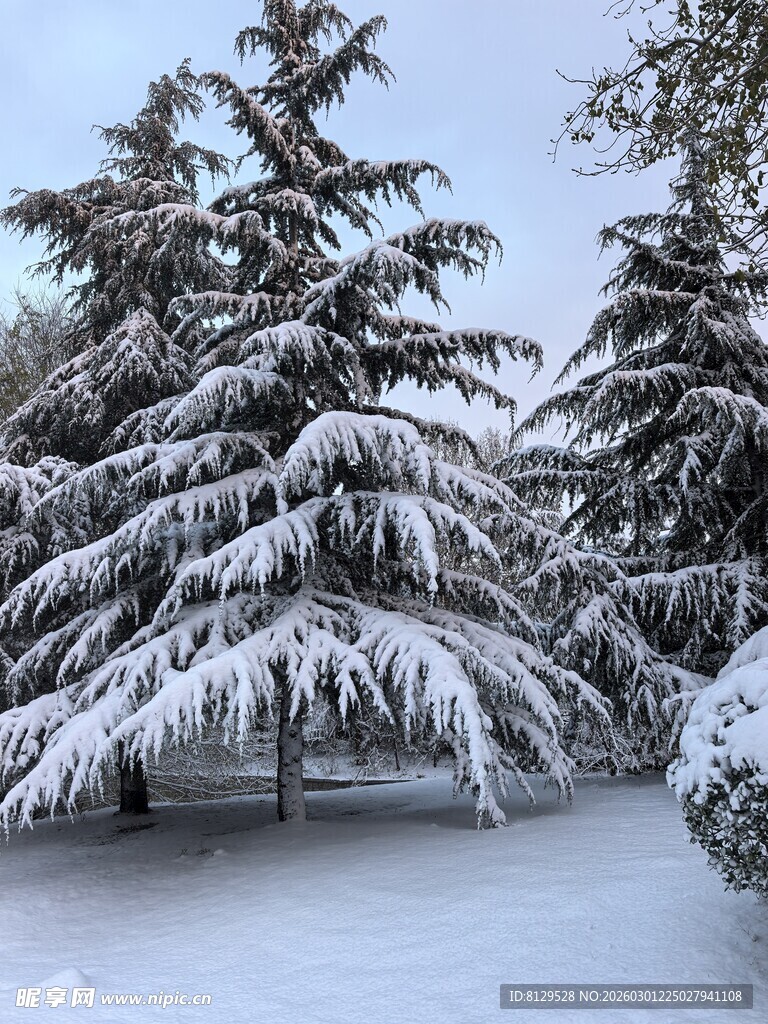 雪覆松树的冬日美景