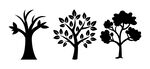 三棵不同形态树木剪影