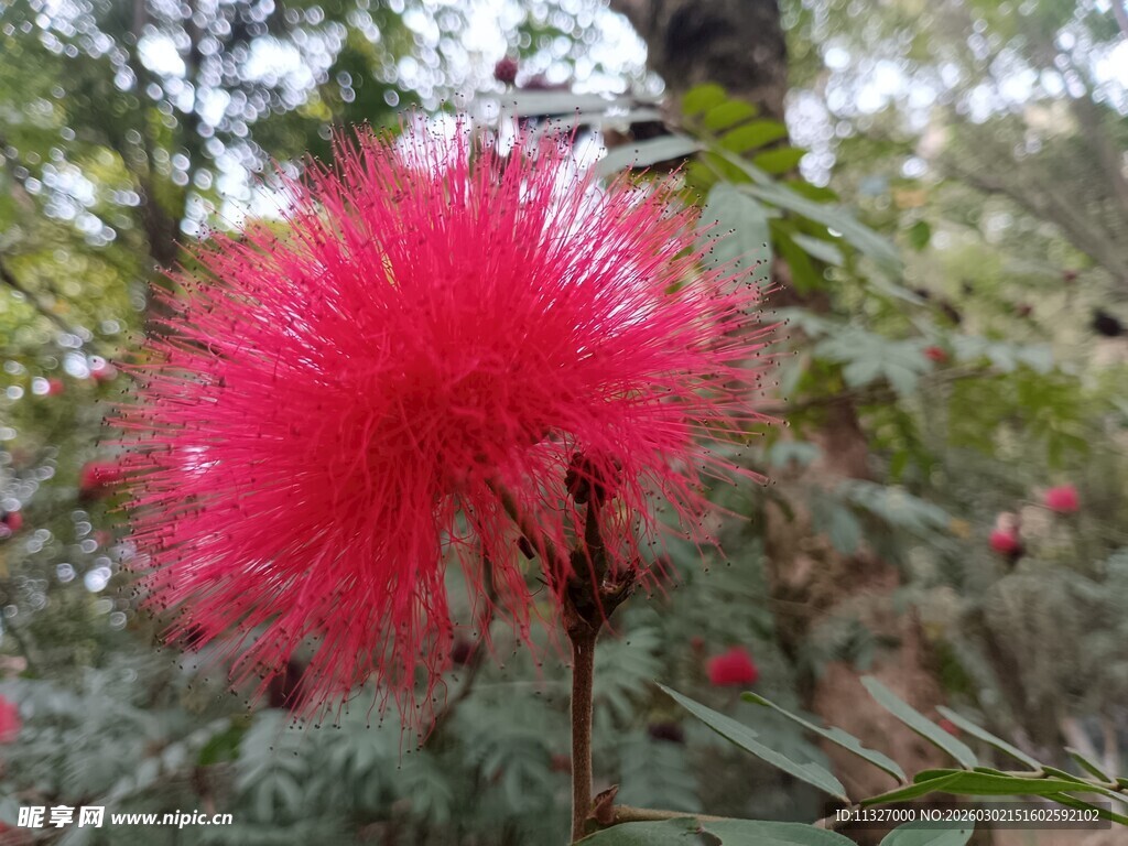 艳丽朱缨花绽放林间