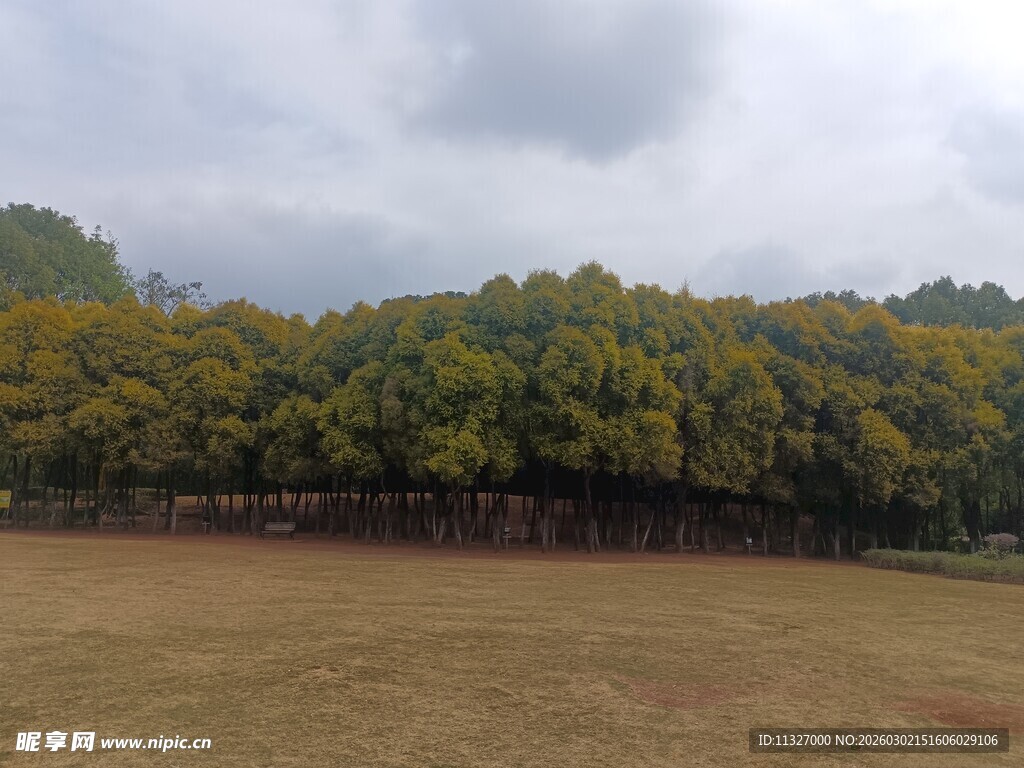 秋日旷野与葱郁树林