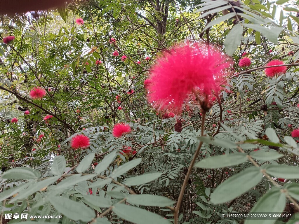 艳丽红绒花绽放绿叶间