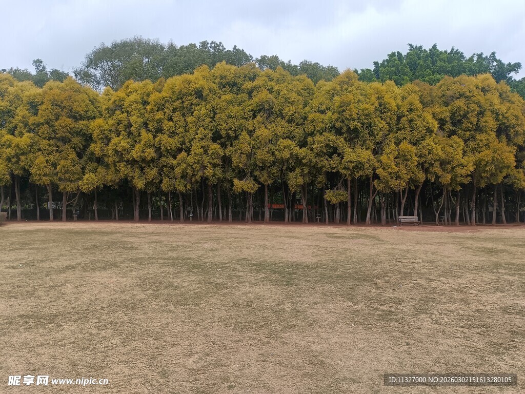 金黄树林旁的开阔草地
