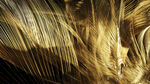 金色羽毛特写