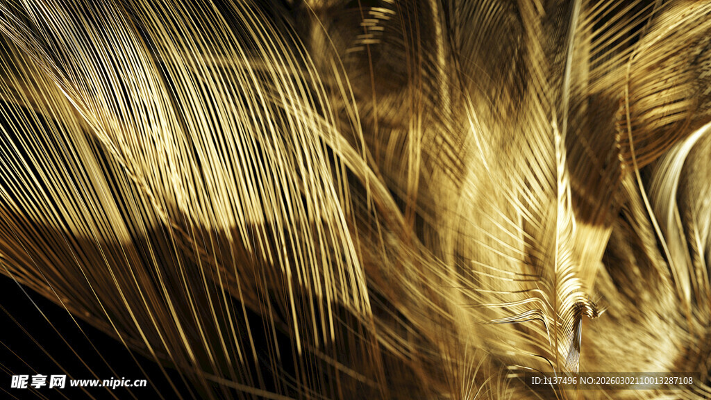 金色羽毛特写