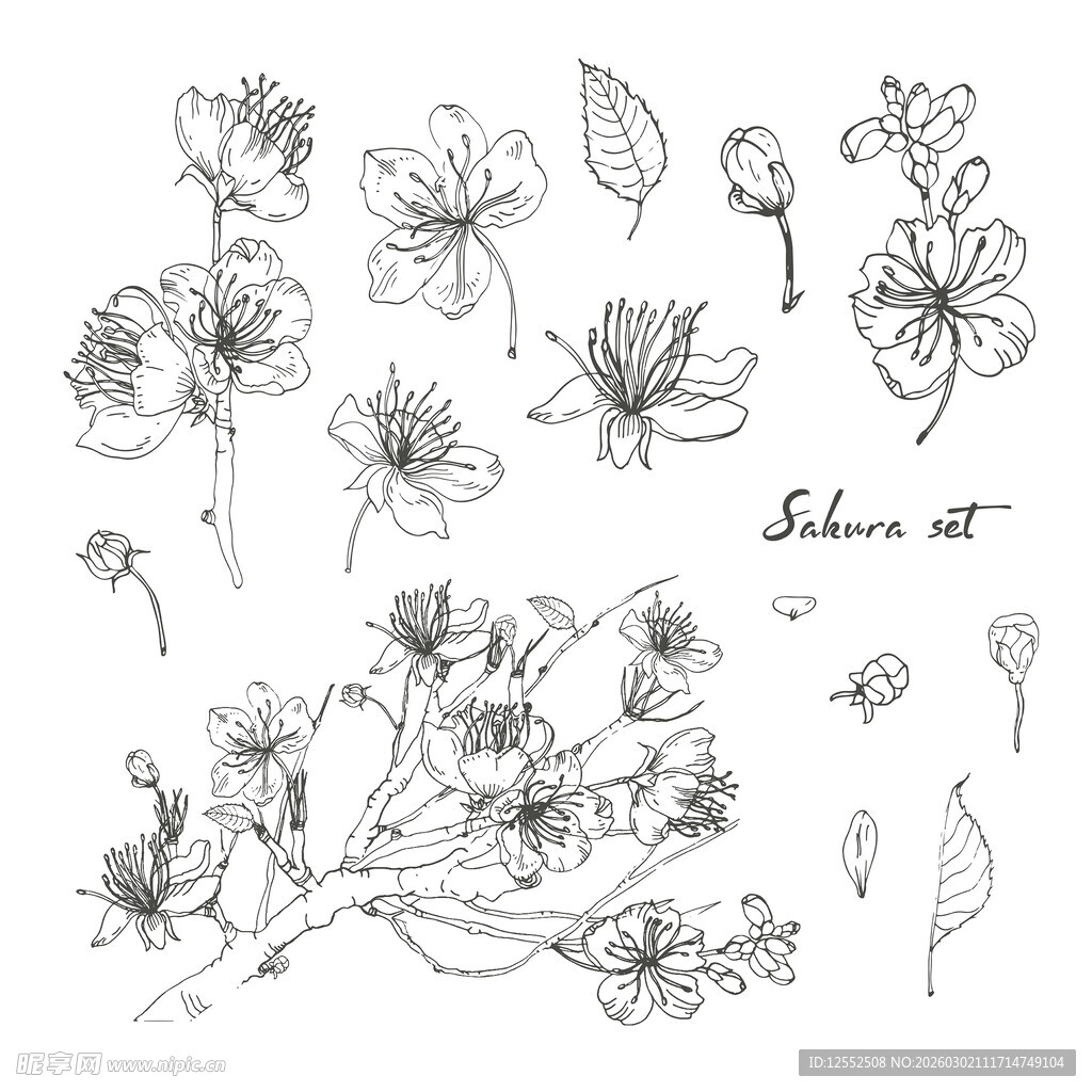 手绘花卉植物线稿素材