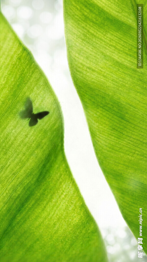 绿叶上的黑色飞鸟