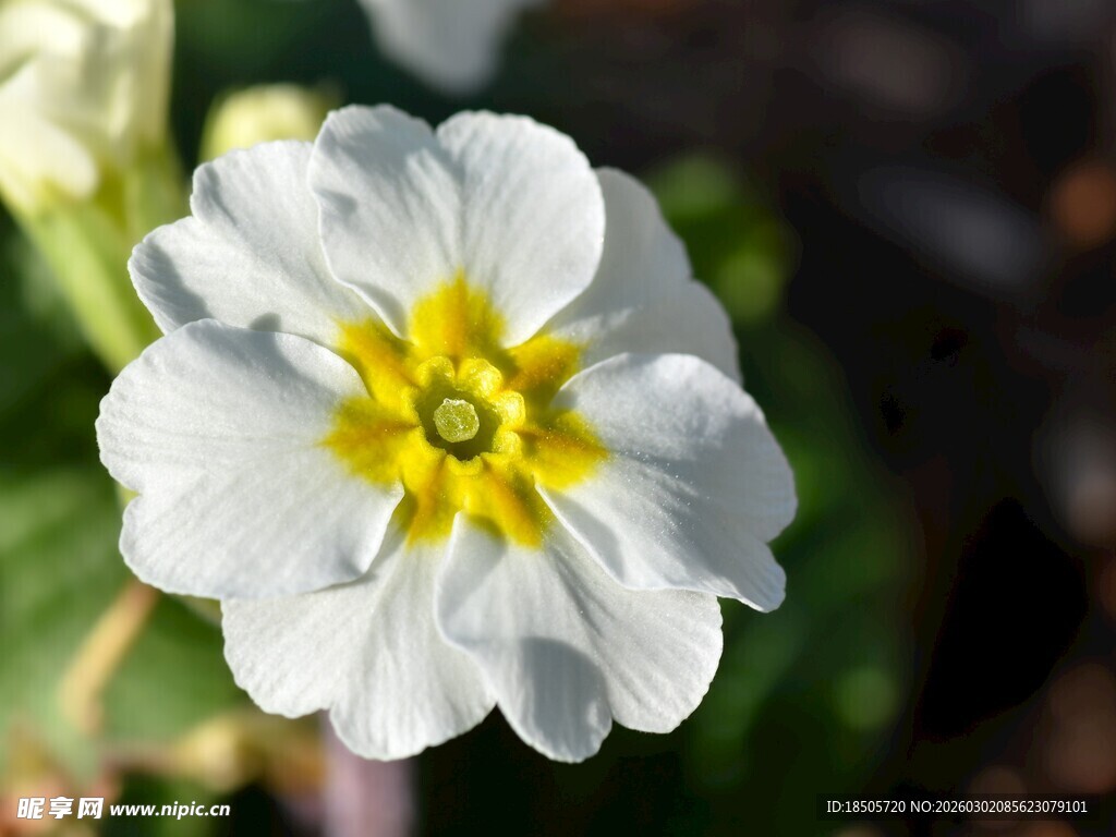 白色报春花特写