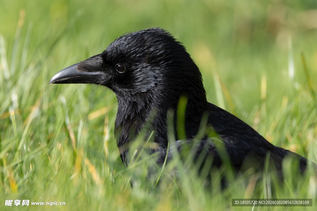 草丛中的黑乌鸦