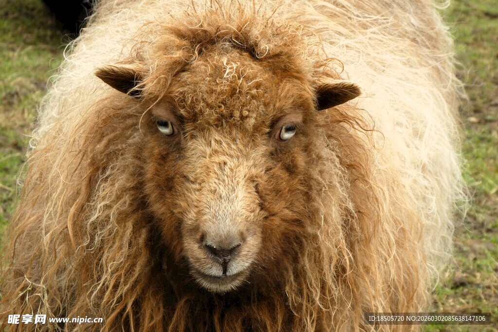 长毛绵羊特写