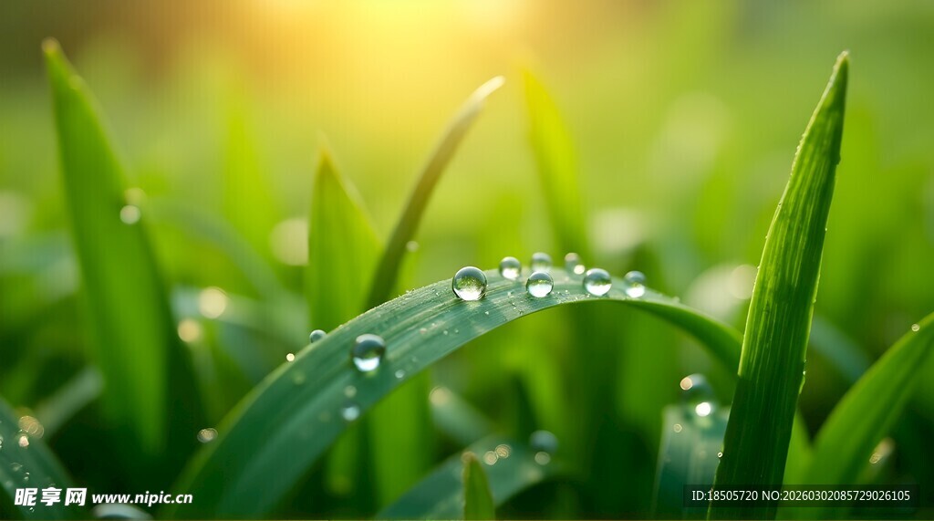 清晨露珠点缀嫩绿青草