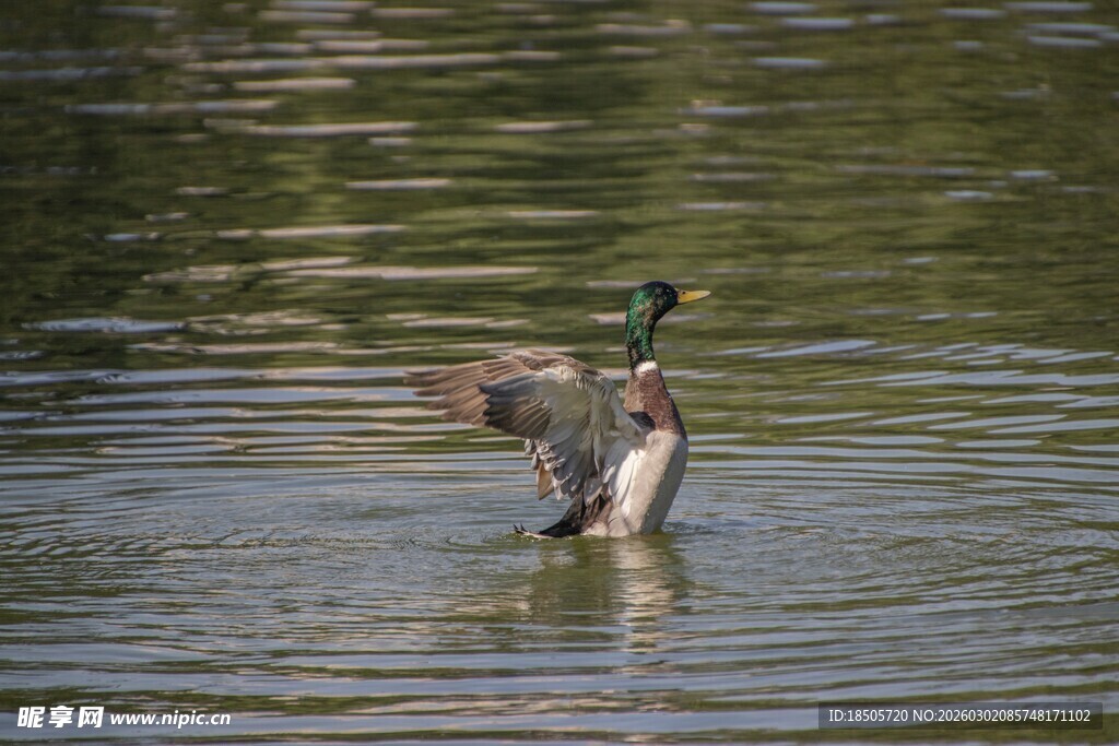 野鸭水中展翅