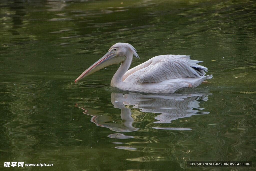 白鹈鹕水中悠然游动