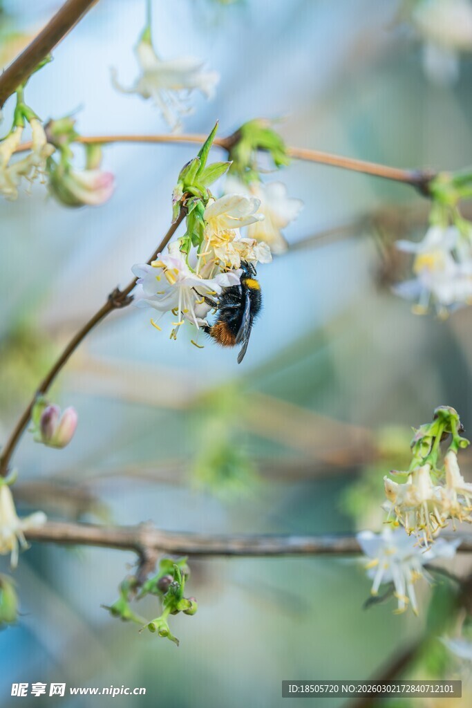 蜜蜂于繁花间忙碌采蜜