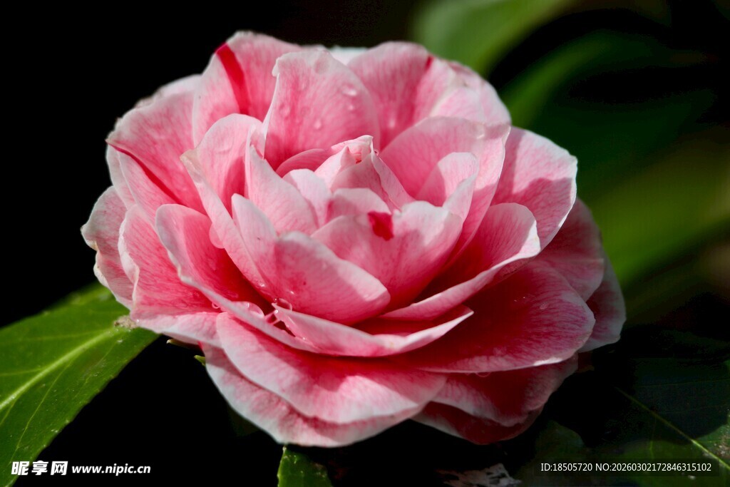 娇艳粉色山茶花特写