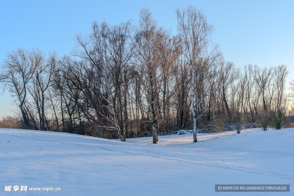 冬日雪林风景