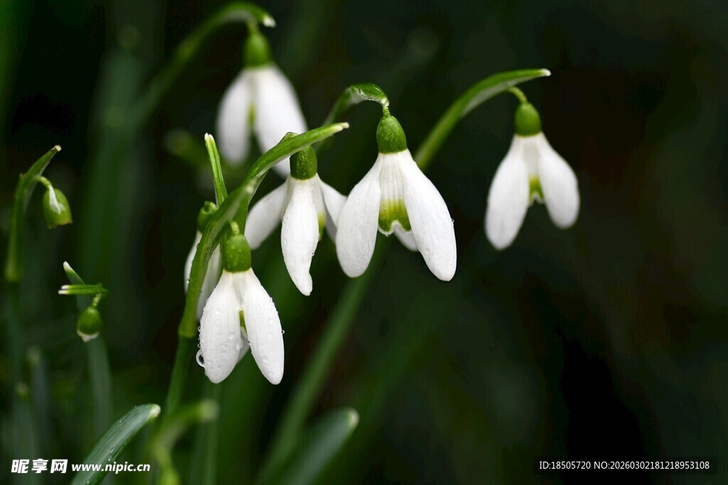 洁白雪花莲绽放绿意间