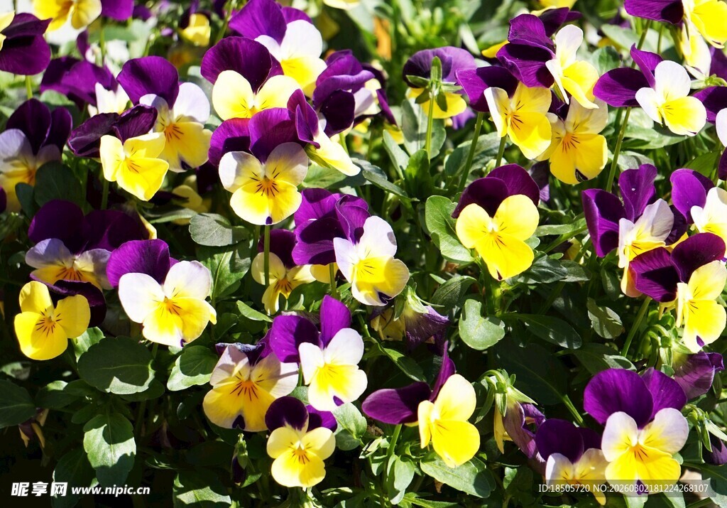 三色堇花卉绽放美景