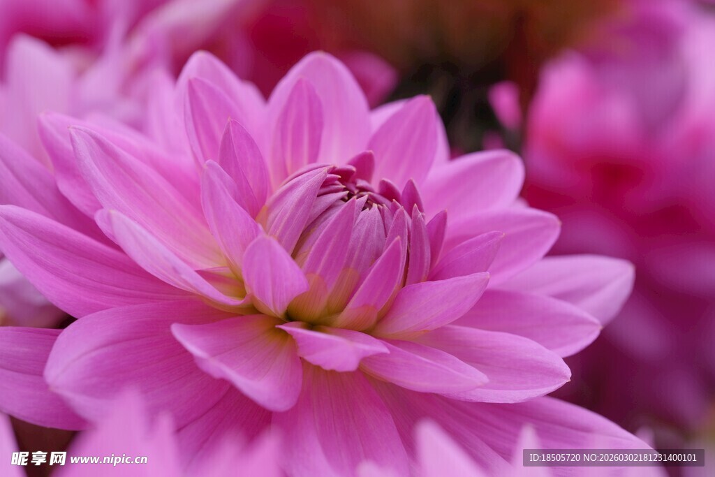 娇艳粉色大丽花特写