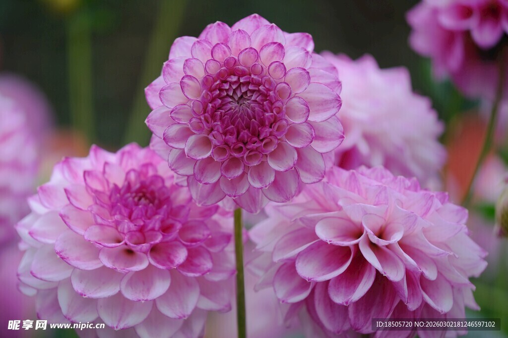 娇艳大丽花绽放