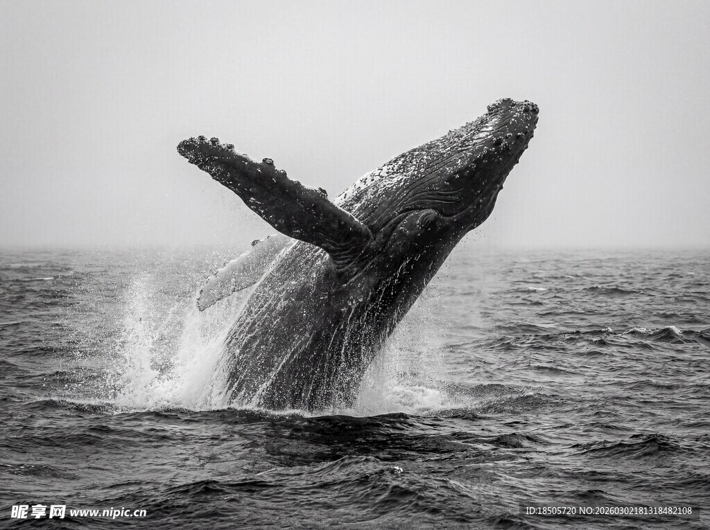跃出海面的壮观鲸鱼