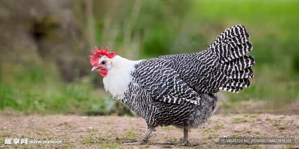 灰羽花鸡站立于户外