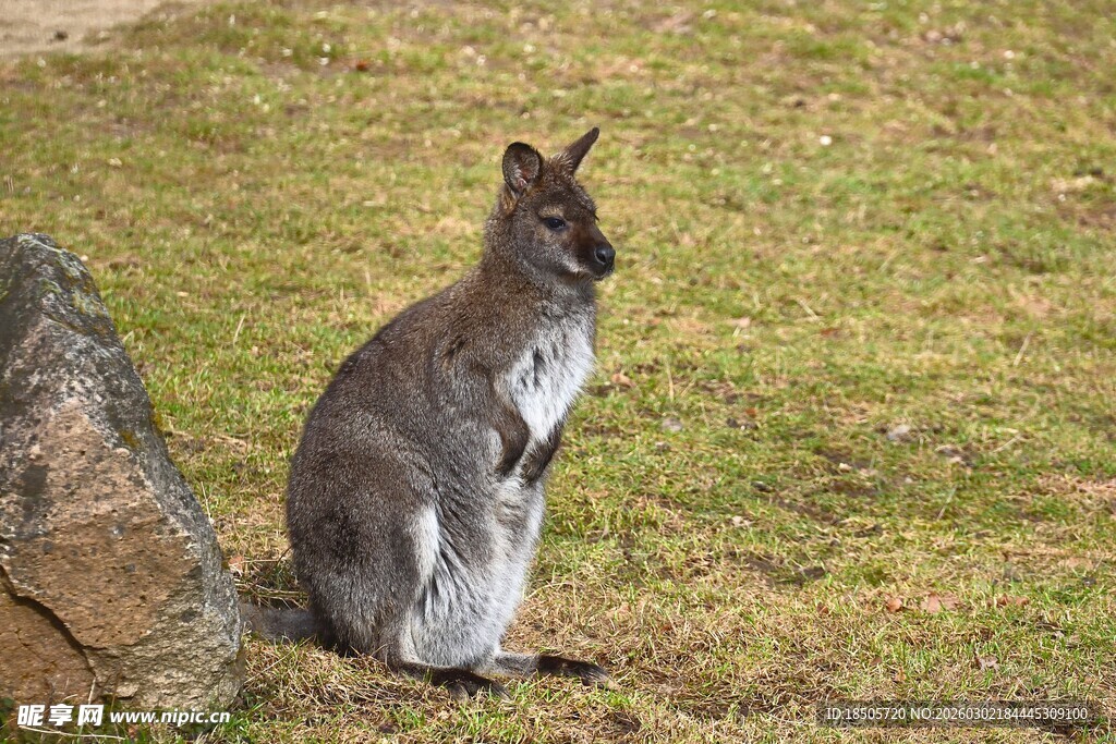 站立于草地的灰色袋鼠
