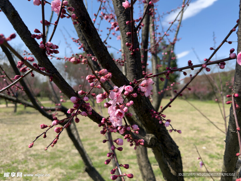 枝头绽放的粉嫩桃花