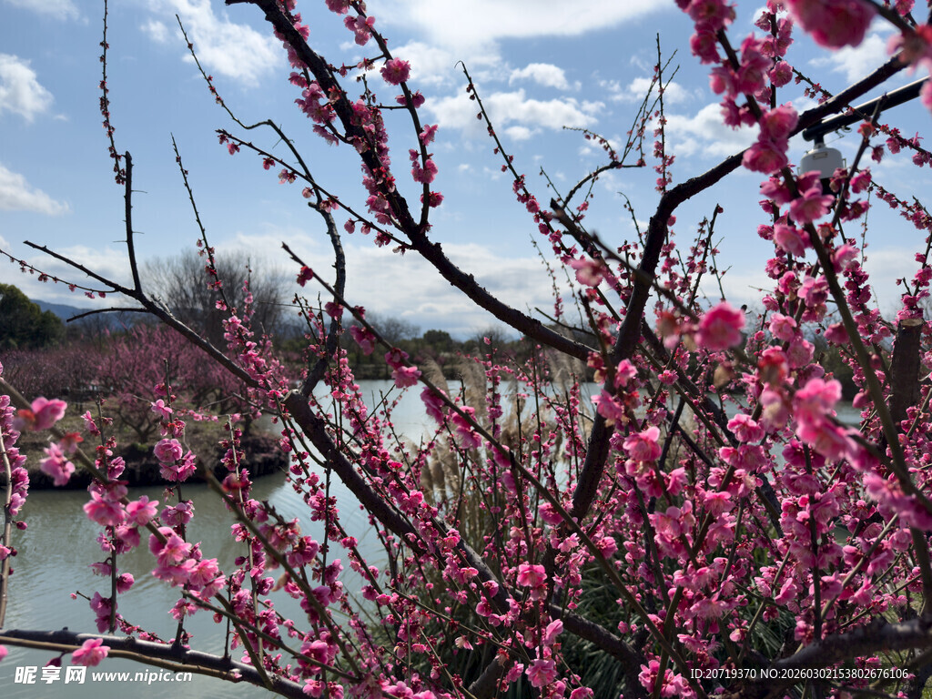 湖畔绽放的艳丽桃花