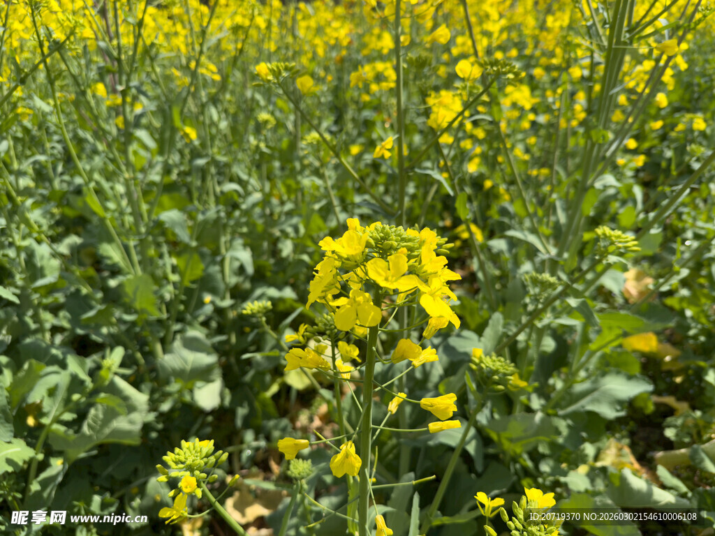 金黄油菜花田的美丽景致