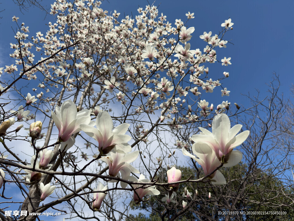 玉兰花盛开于蓝天之下