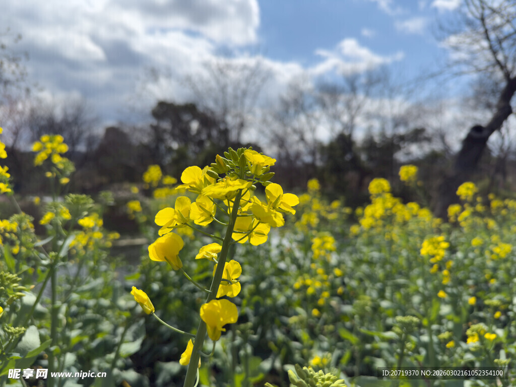 春日油菜花田美景