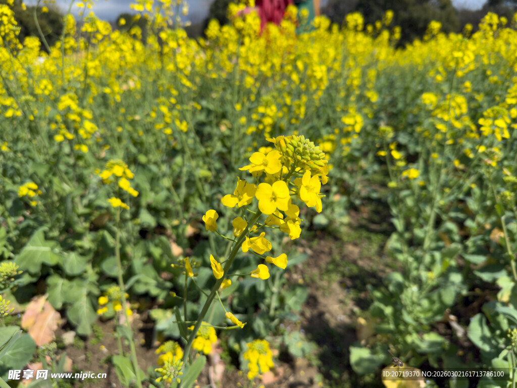 金黄油菜花田美景