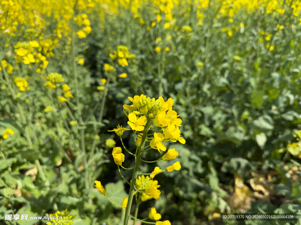 金黄油菜花田美景