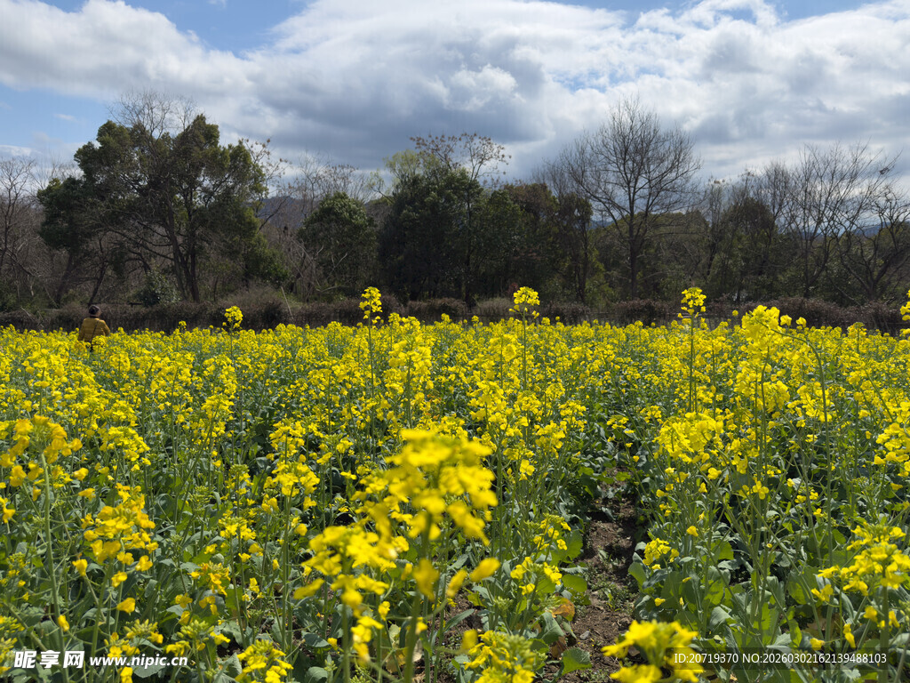 金黄油菜花田的春日美景