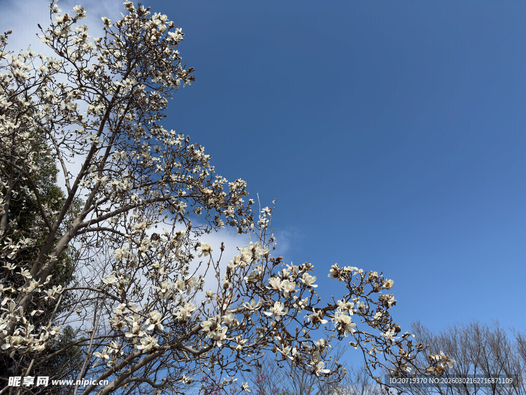 蓝天映衬下的玉兰花