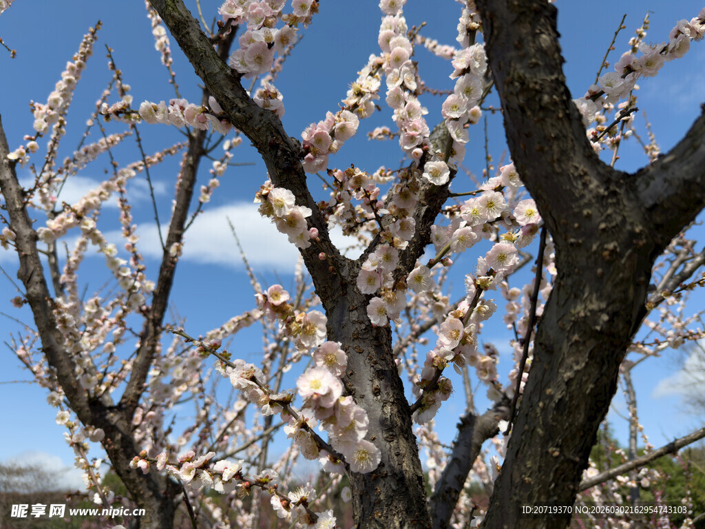 春日盛开的美丽桃花