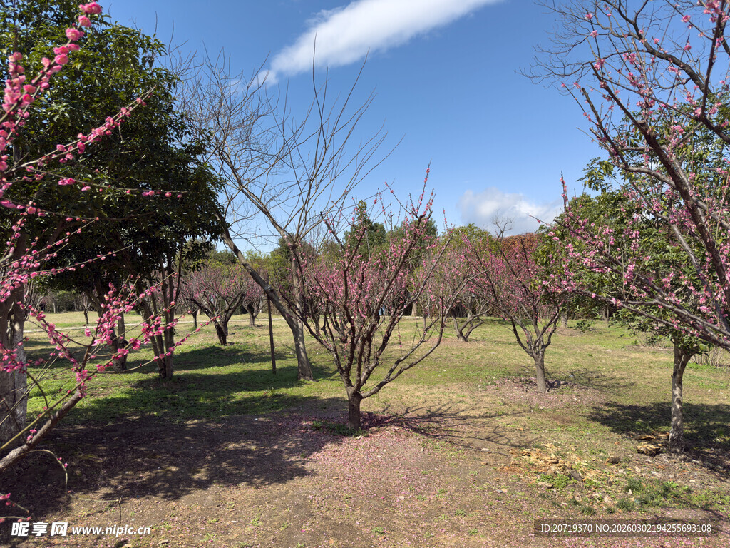 春日桃林美景