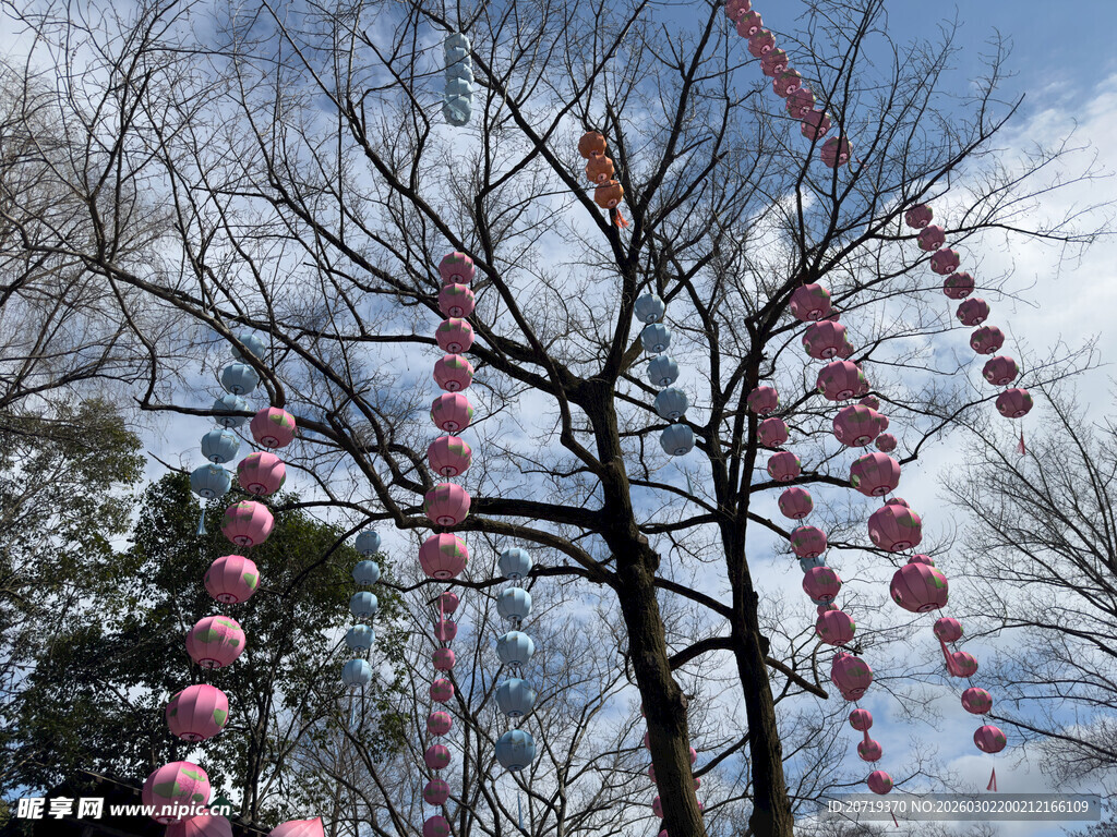 枝头挂红灯笼迎喜庆