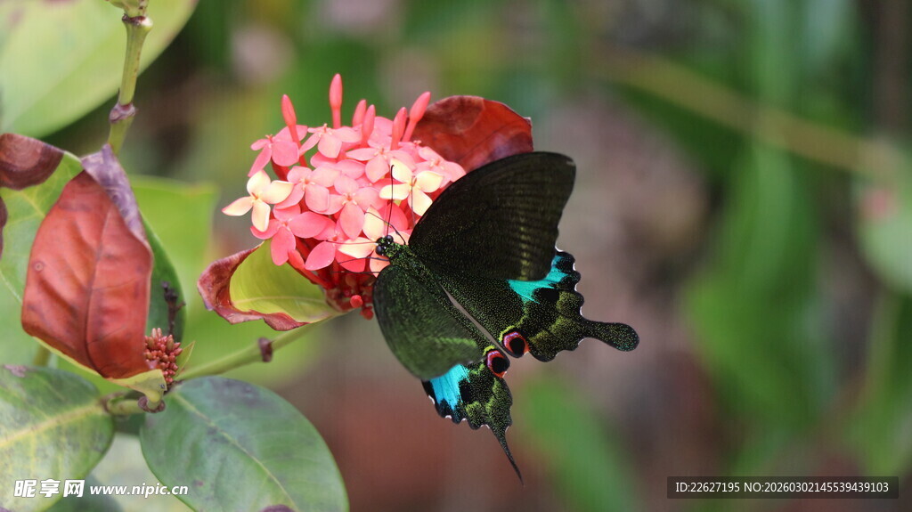 蓝斑蝴蝶停驻粉色花朵