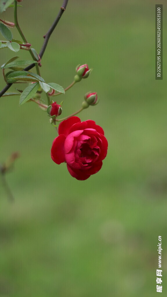 娇艳红玫瑰绽于枝头