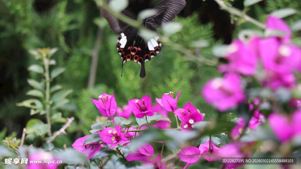 蝴蝶穿梭于艳丽花丛中